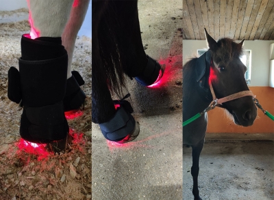 horse red light therapy
